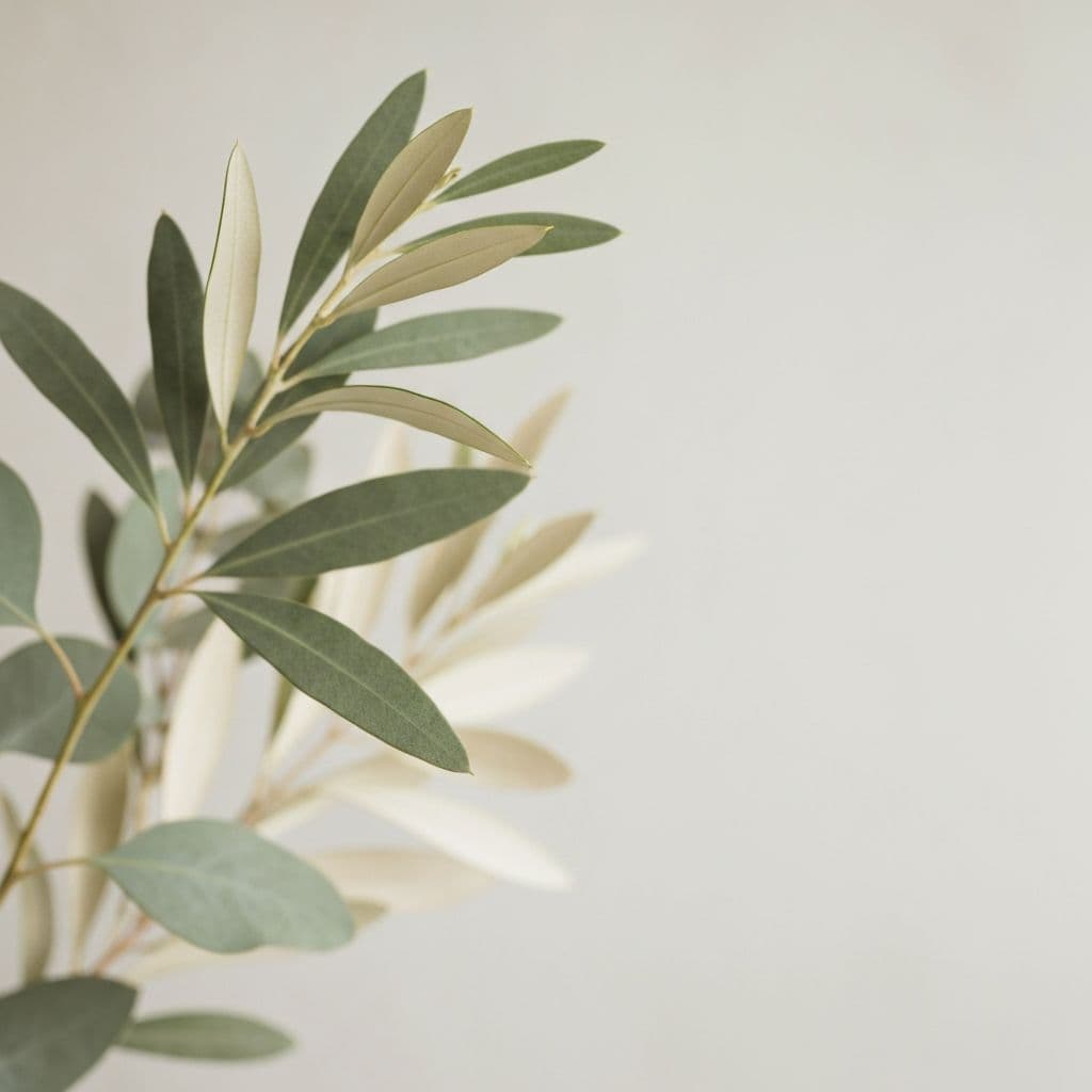 Calming botanical background with eucalyptus and olive leaves